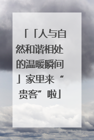 「人与自然和谐相处的温暖瞬间」家里来“贵客”啦