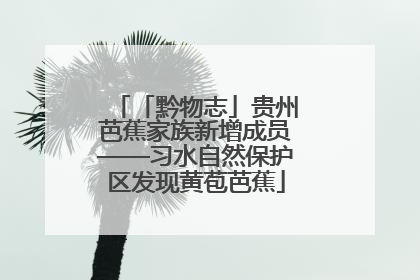 「黔物志」贵州芭蕉家族新增成员——习水自然保护区发现黄苞芭蕉