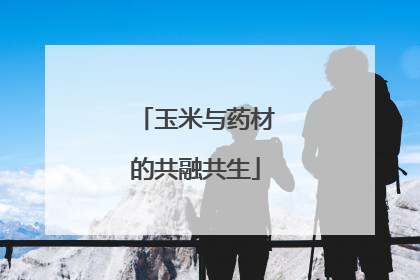 玉米与药材的共融共生