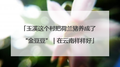 玉溪这个村把荷兰猪养成了“金豆豆”｜在云南样样好