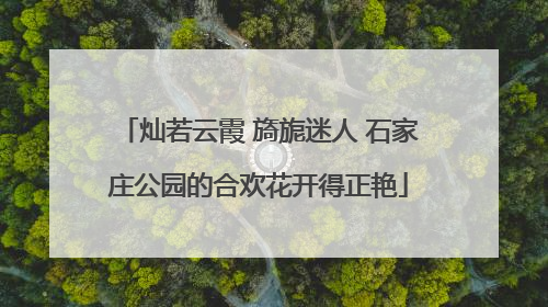 灿若云霞 旖旎迷人 石家庄公园的合欢花开得正艳