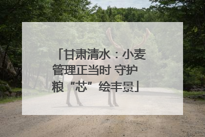甘肃清水：小麦管理正当时 守护粮“芯”绘丰景