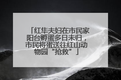 红隼夫妇在市民家阳台孵蛋多日未归，市民将蛋送往红山动物园“抢救”