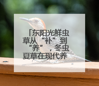 东阳光鲜虫草从“补”到“养”，冬虫夏草在现代养生中的新打开方式