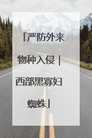 严防外来物种入侵｜西部黑寡妇蜘蛛