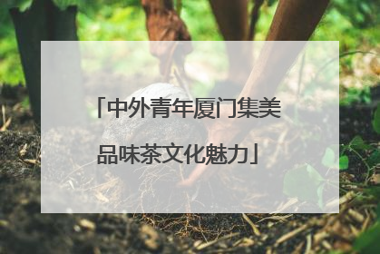 中外青年厦门集美品味茶文化魅力