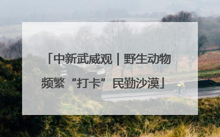 中新武威观｜野生动物频繁“打卡”民勤沙漠