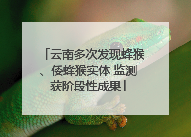 云南多次发现蜂猴、倭蜂猴实体 监测获阶段性成果