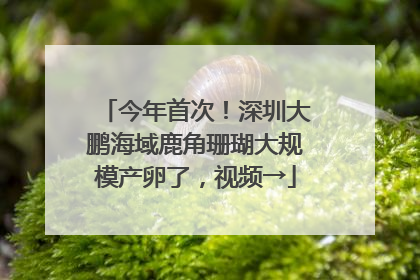 今年首次！深圳大鹏海域鹿角珊瑚大规模产卵了，视频→