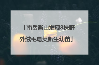 南岳衡山发现8株野外绒毛皂荚新生幼苗