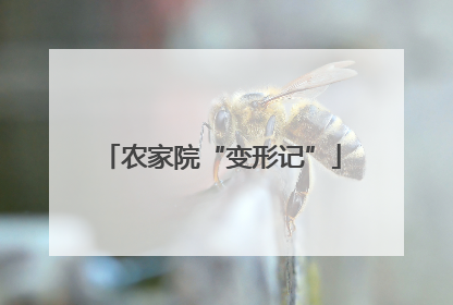 农家院“变形记”