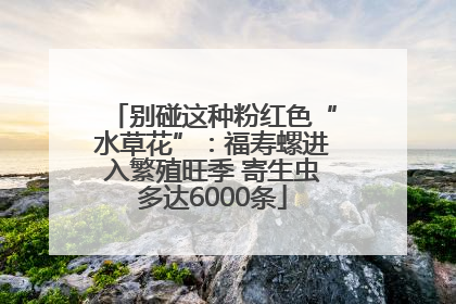 别碰这种粉红色“水草花”：福寿螺进入繁殖旺季 寄生虫多达6000条