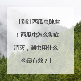 别让西瓜虫肆虐！西瓜虫怎么彻底消灭，潮虫用什么药最有效？
