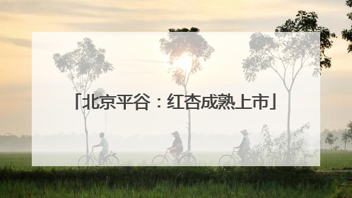 北京平谷：红杏成熟上市
