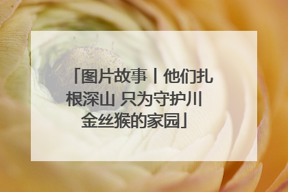 图片故事丨他们扎根深山 只为守护川金丝猴的家园