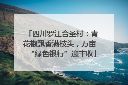 四川罗江合圣村：青花椒飘香满枝头，万亩“绿色银行”迎丰收