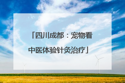 四川成都：宠物看中医体验针灸治疗
