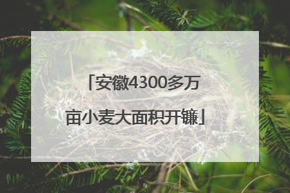 安徽4300多万亩小麦大面积开镰