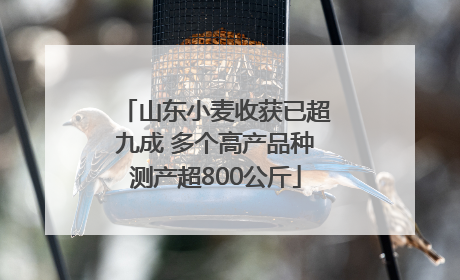 山东小麦收获已超九成 多个高产品种测产超800公斤