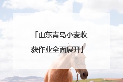山东青岛小麦收获作业全面展开
