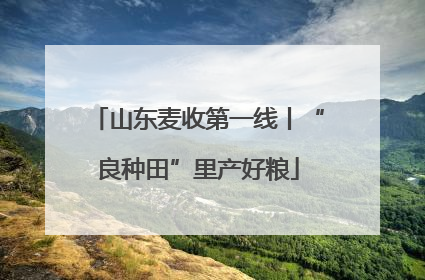 山东麦收第一线丨“良种田”里产好粮