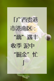 广西贵港市港南区：“藕”遇丰收季 泥中“掘金”忙