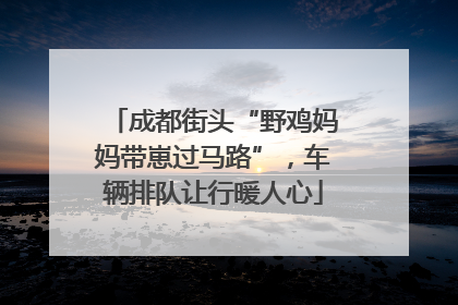 成都街头“野鸡妈妈带崽过马路”，车辆排队让行暖人心