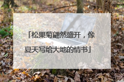 松果菊翩然盛开，像夏天写给大地的情书
