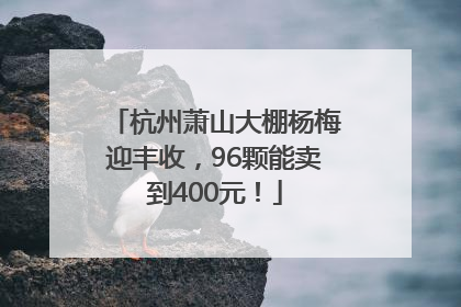 杭州萧山大棚杨梅迎丰收，96颗能卖到400元！