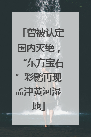 曾被认定国内灭绝，“东方宝石”彩鹮再现孟津黄河湿地