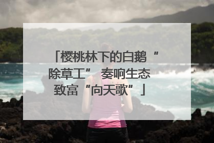 樱桃林下的白鹅“除草工” 奏响生态致富“向天歌”