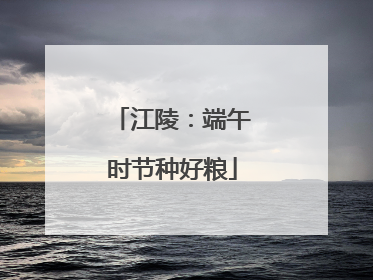 江陵：端午时节种好粮