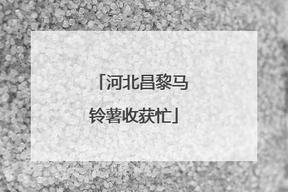 河北昌黎马铃薯收获忙