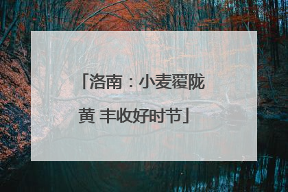 洛南：小麦覆陇黄 丰收好时节