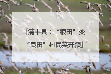 清丰县：“粮田”变“良田”村民笑开颜
