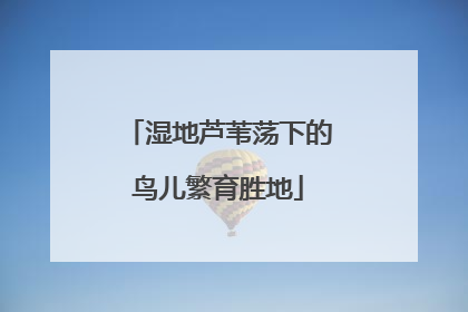 湿地芦苇荡下的鸟儿繁育胜地