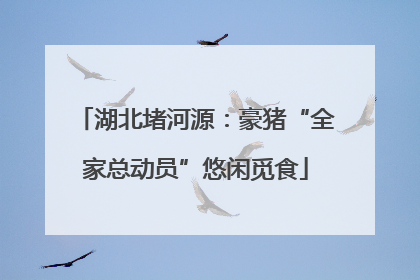 湖北堵河源：豪猪“全家总动员”悠闲觅食