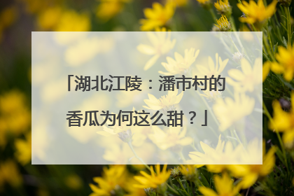 湖北江陵：潘市村的香瓜为何这么甜？