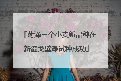 菏泽三个小麦新品种在新疆戈壁滩试种成功