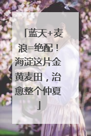 蓝天+麦浪=绝配！海淀这片金黄麦田，治愈整个仲夏