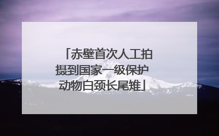 赤壁首次人工拍摄到国家一级保护动物白颈长尾雉