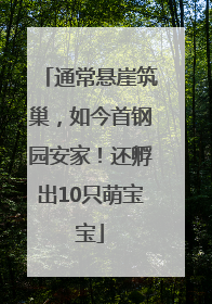 通常悬崖筑巢，如今首钢园安家！还孵出10只萌宝宝