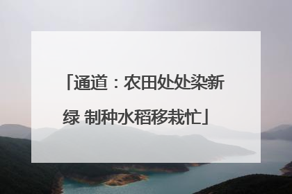 通道：农田处处染新绿 制种水稻移栽忙