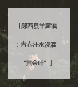 郧西县羊尾镇：青春汗水浇灌“黄金叶”
